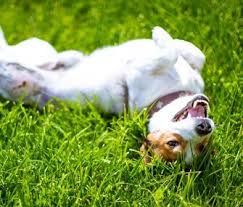 Dog rolling on grass