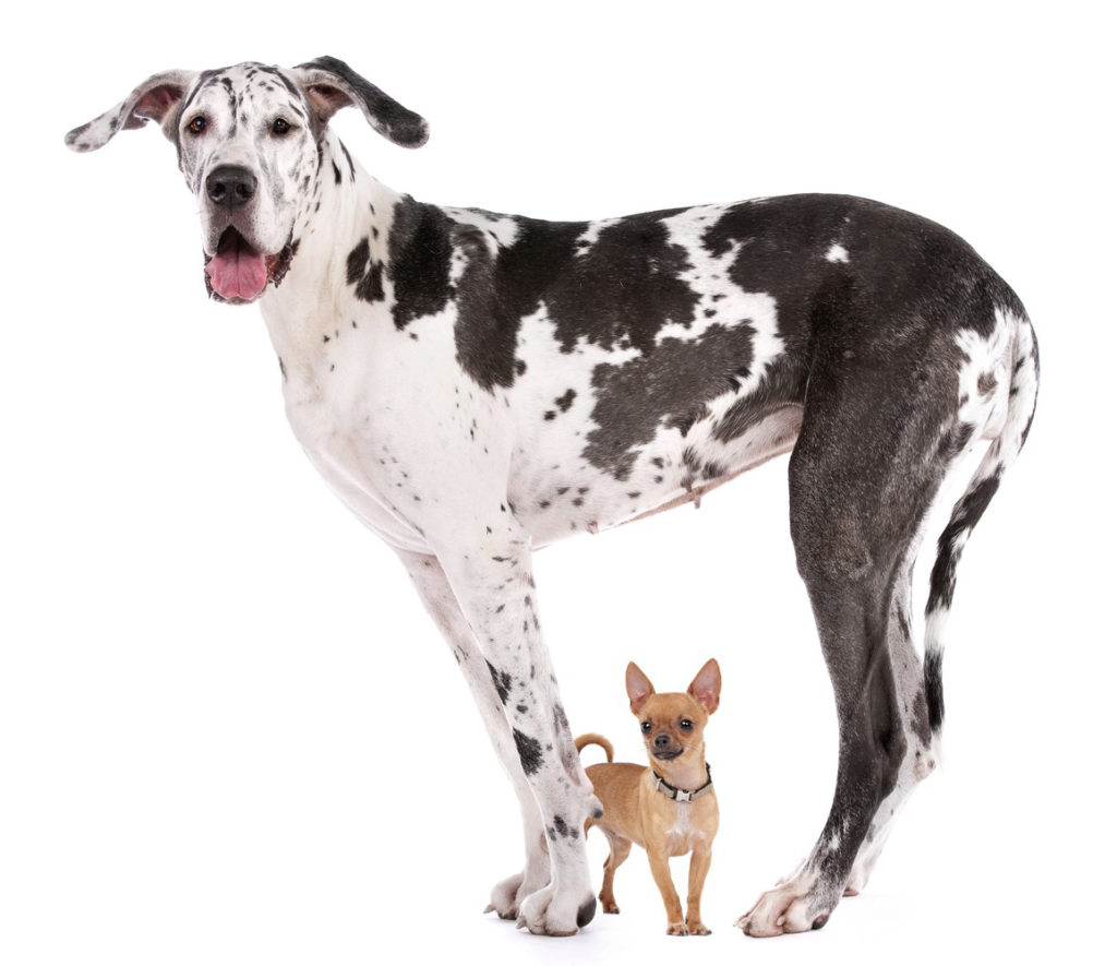 Chihuahua and Great Dane