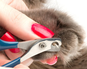 Trimming cat's nails