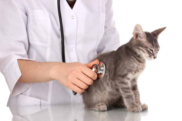 How Do I Know If My Cat Is Sick Dog Doors Cat Doors