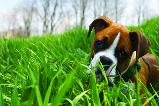 Boxer in grass