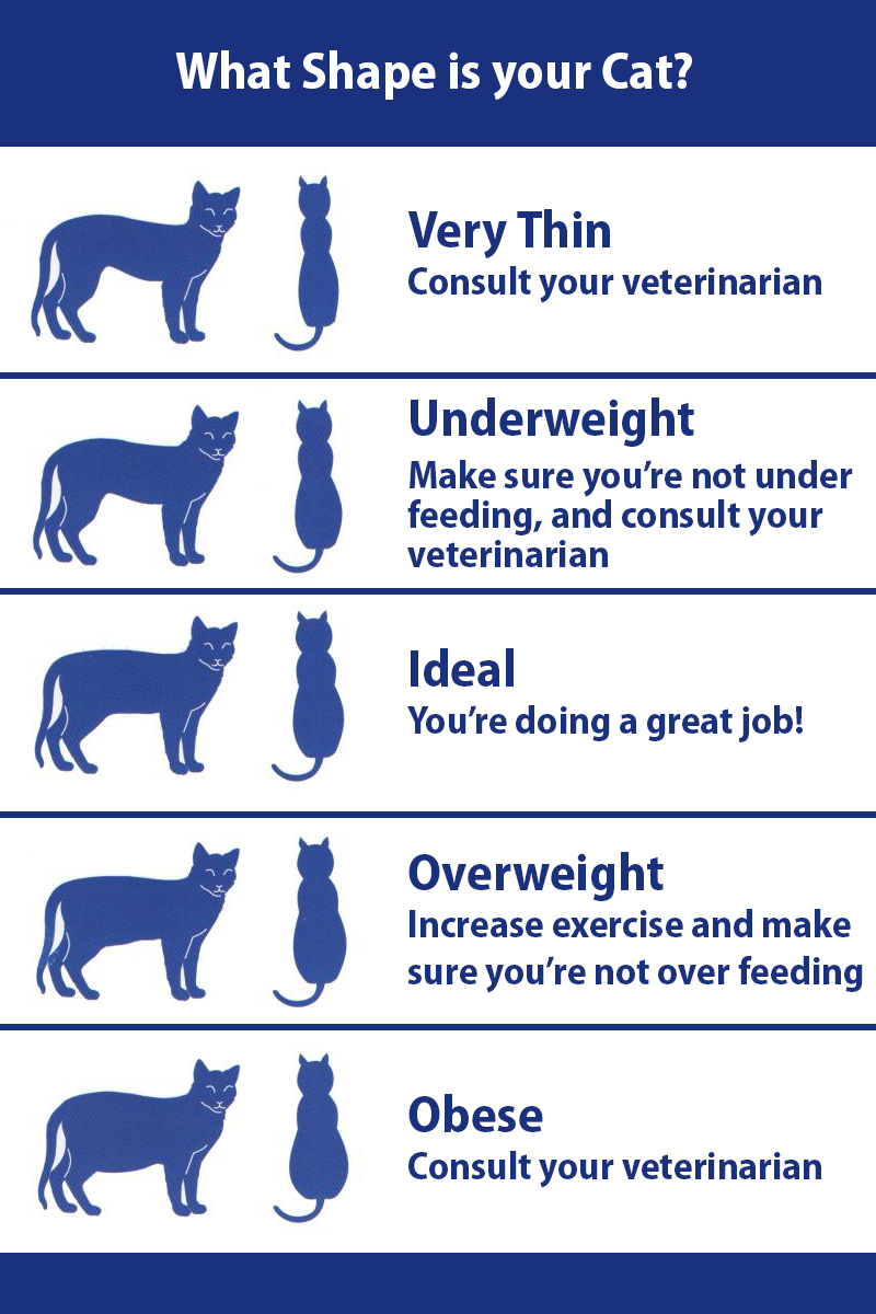 Cat Weight Chart