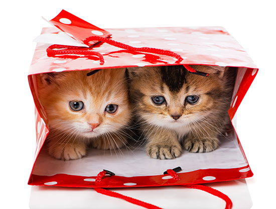 Kittens in a bag